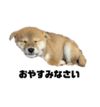 柴犬子犬柴1（個別スタンプ：3）