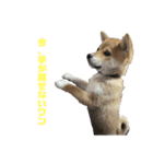 柴犬子犬柴1（個別スタンプ：4）
