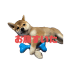 柴犬子犬柴1（個別スタンプ：5）