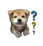 柴犬子犬柴1（個別スタンプ：7）