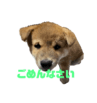 柴犬子犬柴1（個別スタンプ：8）