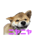 柴犬子犬柴1（個別スタンプ：9）