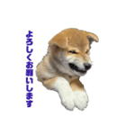 柴犬子犬柴1（個別スタンプ：12）