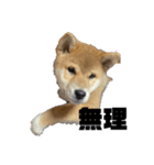 柴犬子犬柴1（個別スタンプ：13）