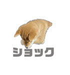 柴犬子犬柴1（個別スタンプ：14）