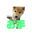 柴犬子犬柴1（個別スタンプ：15）