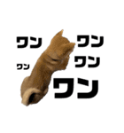 柴犬子犬柴1（個別スタンプ：16）