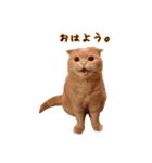 うちのスコねこ。（個別スタンプ：1）