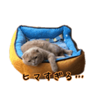 うちのスコねこ。（個別スタンプ：2）