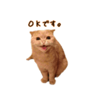 うちのスコねこ。（個別スタンプ：6）