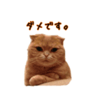 うちのスコねこ。（個別スタンプ：7）