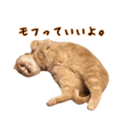 うちのスコねこ。（個別スタンプ：8）