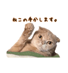 うちのスコねこ。（個別スタンプ：9）