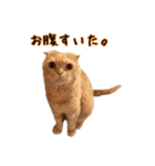 うちのスコねこ。（個別スタンプ：10）