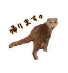 うちのスコねこ。（個別スタンプ：11）