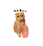 うちのスコねこ。（個別スタンプ：14）