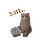 うちのスコねこ。（個別スタンプ：15）