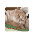 うちのスコねこ。（個別スタンプ：16）