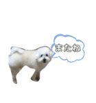 しろい犬好きのためのスタンプ（個別スタンプ：1）