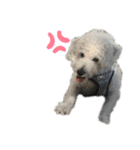 しろい犬好きのためのスタンプ（個別スタンプ：2）