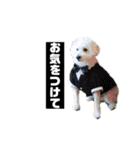 しろい犬好きのためのスタンプ（個別スタンプ：3）