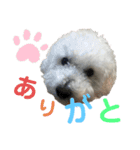 しろい犬好きのためのスタンプ（個別スタンプ：4）