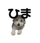 しろい犬好きのためのスタンプ（個別スタンプ：6）
