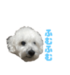 しろい犬好きのためのスタンプ（個別スタンプ：7）