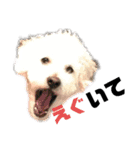 しろい犬好きのためのスタンプ（個別スタンプ：9）