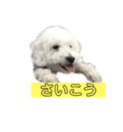 しろい犬好きのためのスタンプ（個別スタンプ：11）