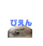 しろい犬好きのためのスタンプ（個別スタンプ：14）