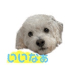しろい犬好きのためのスタンプ（個別スタンプ：15）