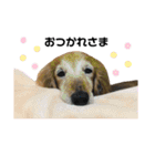 ジョンすたんぷ（個別スタンプ：10）