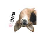 ジョンすたんぷ（個別スタンプ：13）