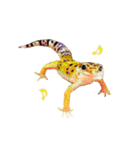 ヒョウモントカゲモドキのたまちゃん（個別スタンプ：1）