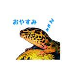 ヒョウモントカゲモドキのたまちゃん（個別スタンプ：3）