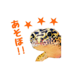 ヒョウモントカゲモドキのたまちゃん（個別スタンプ：4）