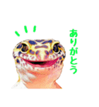 ヒョウモントカゲモドキのたまちゃん（個別スタンプ：5）