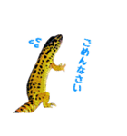 ヒョウモントカゲモドキのたまちゃん（個別スタンプ：6）