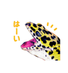 ヒョウモントカゲモドキのたまちゃん（個別スタンプ：7）