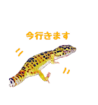 ヒョウモントカゲモドキのたまちゃん（個別スタンプ：9）