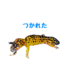 ヒョウモントカゲモドキのたまちゃん（個別スタンプ：10）