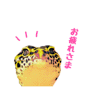 ヒョウモントカゲモドキのたまちゃん（個別スタンプ：11）