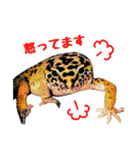 ヒョウモントカゲモドキのたまちゃん（個別スタンプ：12）
