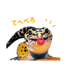 ヒョウモントカゲモドキのたまちゃん（個別スタンプ：13）