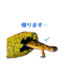ヒョウモントカゲモドキのたまちゃん（個別スタンプ：16）