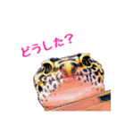 ヒョウモントカゲモドキのたまちゃん（個別スタンプ：17）