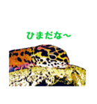 ヒョウモントカゲモドキのたまちゃん（個別スタンプ：19）