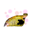 ヒョウモントカゲモドキのたまちゃん（個別スタンプ：24）