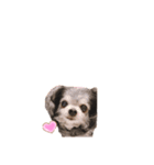 プチwan♡いっぱぃ（個別スタンプ：1）